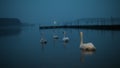 Swan swims in the water at night. Silhouette of a Swan on the lake, a Swan swims in the night lake.