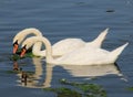 Swan Symmetry