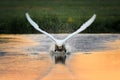 Swan take off front Royalty Free Stock Photo