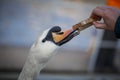 Swan takes bread from human hand. Close up Royalty Free Stock Photo