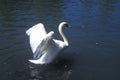 Swan taking flight from lake, Sun Valley, ID