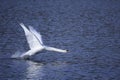 Swan taking off