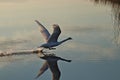 Swan taking off from calm lake with reflection Royalty Free Stock Photo