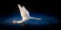 Swan Taking Off on Deep Blue Water Royalty Free Stock Photo