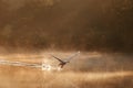 Swan Taking Off in the misty morning