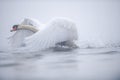 Swan Taking Off on a Misty Morning Royalty Free Stock Photo
