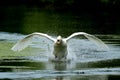Swan taking off with outstretched wings