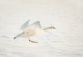 Swan taking off in snow