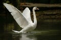 Swan is taking wing Royalty Free Stock Photo