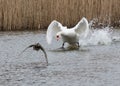 Swan targets a duck 03