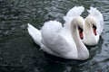 Swan tenderness Royalty Free Stock Photo