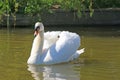 Swan on the Tiverton Canal