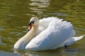 Swan on the Tiverton Canal