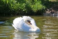 Swan on the Tiverton Canal