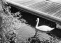 Swan and tree on a jetty, river erne, UK in black and white