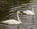 Swan Tundra Stock Photo and Image. Couple close-up profile view swimming with blur background in their environment and habitat Royalty Free Stock Photo