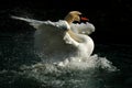 Swan the Tzar in a pond