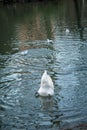 Swan under water and ducks in the pond Royalty Free Stock Photo