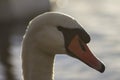 Swan up close