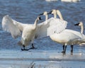 Tundra Swan slip sliding on the ice