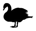 Swan vector silhouette illustration isolated on white background. Royalty Free Stock Photo