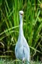 A swan in the village fields