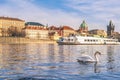 Swan on the Vltava river in Prague