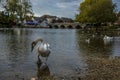 A swan wades in the River Avon close to the ancient bridge at Fordingbridge, UK at dusk Royalty Free Stock Photo