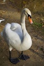 Swan walking along the Artificial lake shore