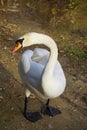 Swan walking along the Artificial lake shore