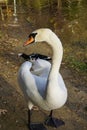 Swan walking along the Artificial lake shore