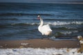 The swan walking  along the beach by the Baltic Sea Royalty Free Stock Photo