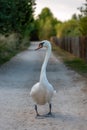 Swan Walking Down Country Lane