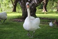 A Swan walking on the grass in a Park in the city of Lahti. Finland