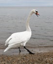 Swan walking on the shore Royalty Free Stock Photo