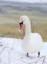 Swan walking in the snow in winter