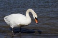 Swan walks, runs on the sand beach Royalty Free Stock Photo