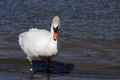 Swan walks, runs on the sand beach Royalty Free Stock Photo