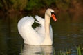 Swan on water Royalty Free Stock Photo