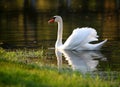 Swan on water Royalty Free Stock Photo