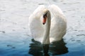 Swan on water Royalty Free Stock Photo