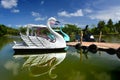 Swan water bicycle floating on the lake. Royalty Free Stock Photo