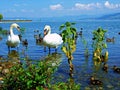 swan, water, bird, lake, white, nature, animal, swans, birds, beautiful, wildlife, beauty, love, river, pond, blue, graceful Royalty Free Stock Photo