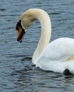 Mute Swan Dripping Royalty Free Stock Photo