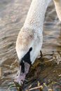 A swan on the water eating algae