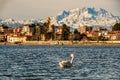 Swan on the water in front of a blurry sunset lit town and mountains. Sesto Calende and the Alps Royalty Free Stock Photo