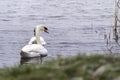 Swan on the water at golden sunset Royalty Free Stock Photo