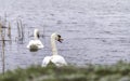 Swan on the water at golden sunset Royalty Free Stock Photo