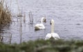 Swan on the water at golden sunset Royalty Free Stock Photo