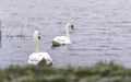 Swan on the water at golden sunset Royalty Free Stock Photo